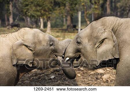 Stock Image - Two Indian elephants (Elephus maximus) in a forest, Royal Chitwan National Park, Nepal. Fotosearch