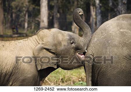 Two Indian elephants (Elephus maximus) in a forest, Royal Chitwan National Park, Nepal View Large Photo Image Stock Image - Two Indian elephants (Elephus maximus) in a forest, Royal Chitwan National Park, Nepal. Fotosearch