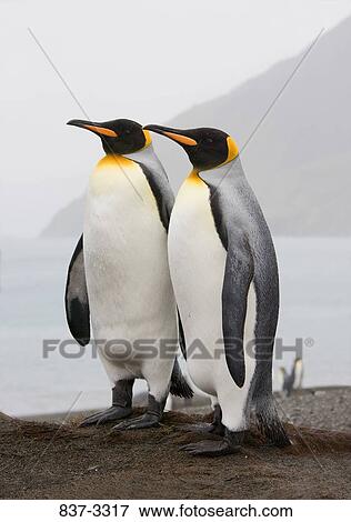 Stock Photo - Two King penguins (Aptenodytes patagonicus) standing on the beach. Fotosearch