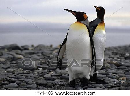 Stock Photograph - Two penguins on the beach, Salisbury Plain, South Georgia Island, Falkland Islands. Fotosearch