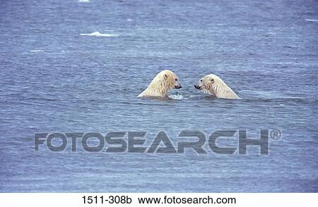 Two Polar bears (Ursus maritimus) in the sea View Large Photo Image Stock Image - Two Polar bears (Ursus maritimus) in the sea. Fotosearch
