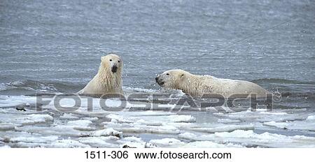 Two Polar bears (Ursus maritimus) in the sea View Large Photo Image Stock Photograph - Two Polar bears (Ursus maritimus) in the sea. Fotosearch