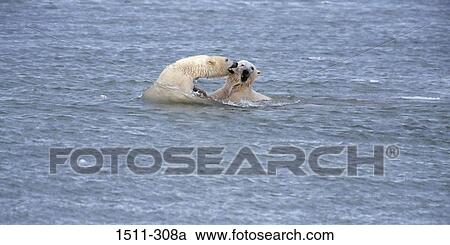 Two Polar bears (Ursus maritimus) fighting in the sea View Large Photo Image Stock Image - Two Polar bears (Ursus maritimus) fighting in the sea. Fotosearch