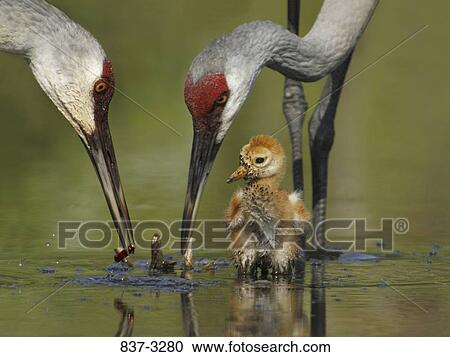 Two Sandhill cranes (Grus canadensis) with their one day old chick in water View Large Photo Image Stock Image - Two Sandhill cranes (Grus canadensis) with their one day old chick in water. Fotosearch