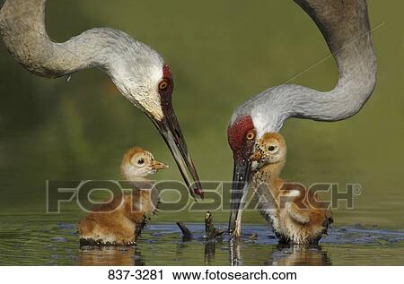 Two Sandhill cranes (Grus canadensis) with their two newborn chicks in water View Large Photo Image Stock Image - Two Sandhill cranes (Grus canadensis) with their two newborn chicks in water. Fotosearch