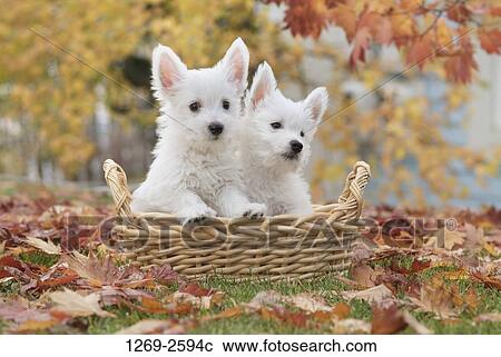 Two West Highland White Terrier puppies in a wicker basket View Large Photo Image Stock Image - Two West Highland White Terrier puppies in a wicker basket. Fotosearch