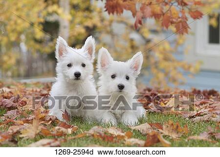 Stock Image - Two West Highland White Terrier puppies sitting in a field. Fotosearch