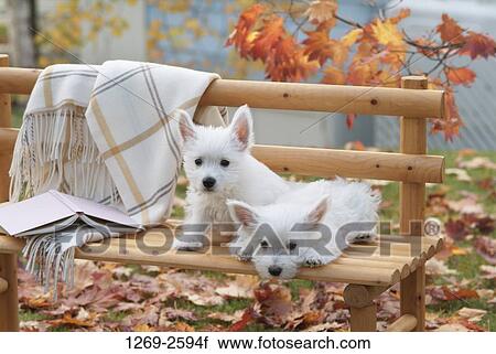 Two West Highland White Terrier puppies sitting on a bench View Large Photo Image Stock Image - Two West Highland White Terrier puppies sitting on a bench. Fotosearch