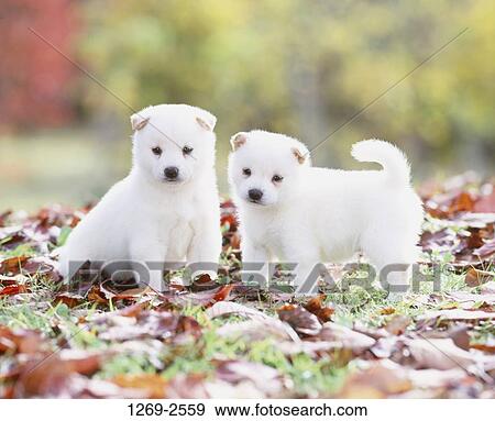 white shiba inu puppy