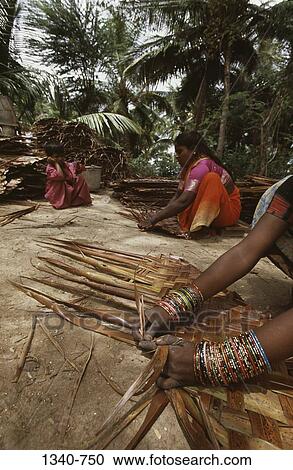 Two women weaving coconut leaf screens, Tamil Nadu, India View Large Photo Image Stock Image - Two women weaving coconut leaf screens, Tamil Nadu, India. Fotosearch