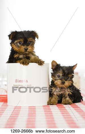 Two Yorkshire Terrier puppies on a table View Large Photo Image Stock Image - Two Yorkshire Terrier puppies on a table. Fotosearch