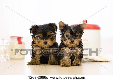 Two Yorkshire Terrier puppies on the floor View Large Photo Image Stock Image - Two Yorkshire Terrier puppies on the floor. Fotosearch