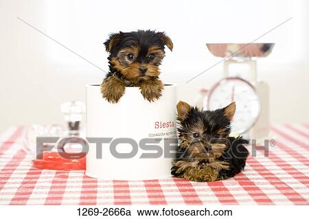 Two Yorkshire Terrier puppies View Large Photo Image Stock Image - Two Yorkshire Terrier puppies. Fotosearch
