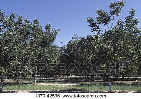 Walnut trees growing in an orchard, California, USA View Large Photo Image Stock Photograph - Walnut trees growing in an orchard, California, USA. Fotosearch