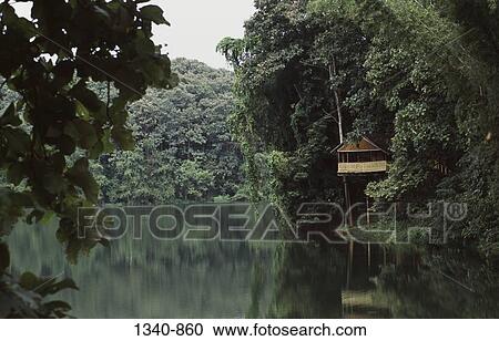 Watch tower at the lakeside, Thunakadavu Lake, Parambikulam Wildlife Sanctuary, Kerala, India View Large Photo Image Stock Image - Watch tower at the lakeside, Thunakadavu Lake, Parambikulam Wildlife Sanctuary, Kerala, India. Fotosearch