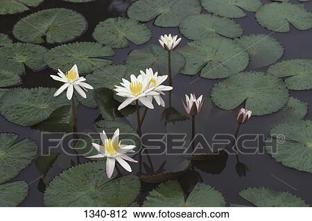 Water Lilies in a pond, Tamil Nadu, India View Large Photo Image Stock Image - Water Lilies in a pond, Tamil Nadu, India. Fotosearch