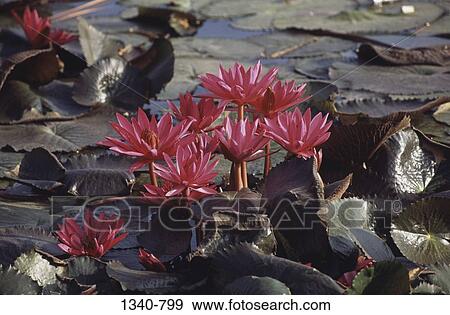 Water Lilies in a pond, Tamil Nadu, India View Large Photo Image Stock Photo - Water Lilies in a pond, Tamil Nadu, India. Fotosearch