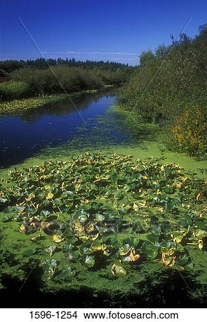 Water plants floating on water, Kelsey Creek, Mercer Slough Nature Park, Bellevue, Washington State, USA View Large Photo Image Picture - Water plants floating on water, Kelsey Creek, Mercer Slough Nature Park, Bellevue, Washington State, USA. Fotosearch