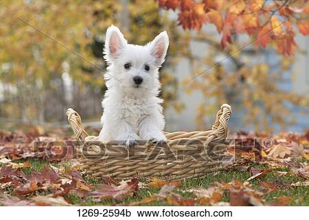West Highland White Terrier puppy in a wicker basket View Large Photo Image Stock Image - West Highland White Terrier puppy in a wicker basket. Fotosearch