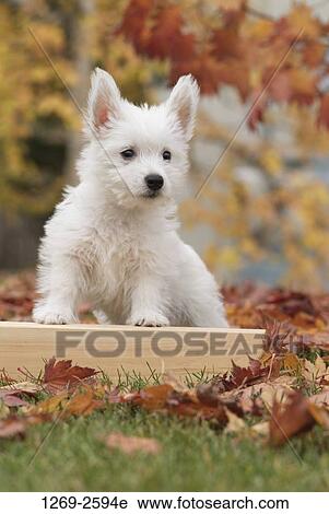 West Highland White Terrier puppy in a field View Large Photo Image Stock Image - West Highland White Terrier puppy in a field. Fotosearch