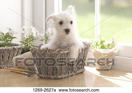 West Highland White Terrier puppy in a basket View Large Photo Image Stock Image - West Highland White Terrier puppy in a basket. Fotosearch