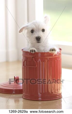 West Highland White Terrier puppy in a garbage bin View Large Photo Image Stock Image - West Highland White Terrier puppy in a garbage bin. Fotosearch