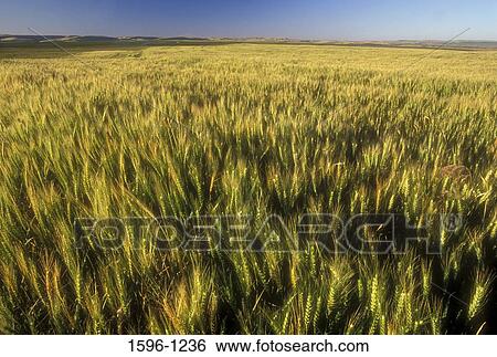 Wheat crop in a field, Franklin County, Washington State, USA View Large Photo Image Stock Photograph - Wheat crop in a field, Franklin County, Washington State, USA. Fotosearch