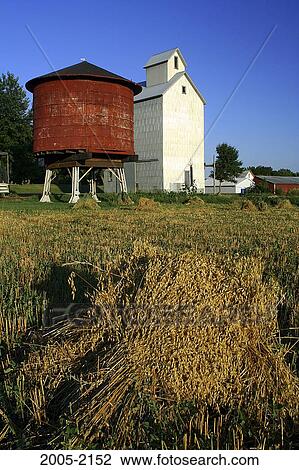 Wheat shocks in a field, Fairmont, Minnesota, USA View Large Photo Image Stock Image - Wheat shocks in a field, Fairmont, Minnesota, USA. Fotosearch