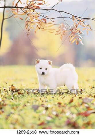White Shiba Inu puppy standing in a park View Large Photo Image Stock Photo - White Shiba Inu puppy standing in a park. Fotosearch