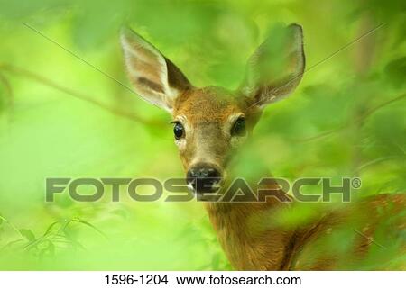 White-Tailed deer (Odocoileus virginianus) in a forest, Sherwood Island State Park, Connecticut, USA View Large Photo Image Picture - White-Tailed deer (Odocoileus virginianus) in a forest, Sherwood Island State Park, Connecticut, USA. Fotosearch