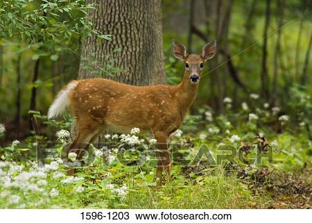 Stock Image - White-Tailed deer (Odocoileus virginianus) standing in a forest, Sherwood Island State Park, Connecticut, USA. Fotosearch