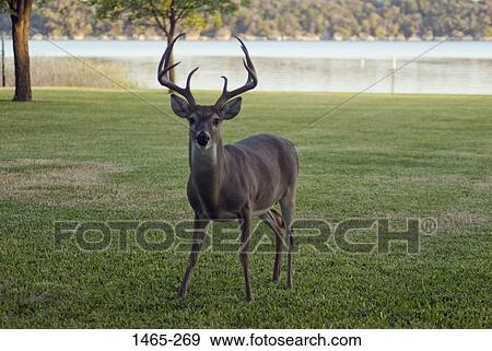 White-Tailed deer (Odocoileus virginianus) standing at the lakeside View Large Photo Image Stock Photo - White-Tailed deer (Odocoileus virginianus) standing at the lakeside. Fotosearch