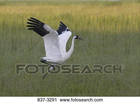 Whooping crane (Grus americana) about to take off View Large Photo Image Stock Image - Whooping crane (Grus americana) about to take off. Fotosearch