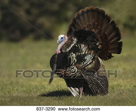 Wild turkey (Meleagris gallopavo) in a field View Large Photo Image Stock Image - Wild turkey (Meleagris gallopavo) in a field. Fotosearch