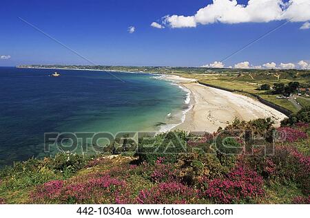 Wildflowers on the beach, St. Ouen's Bay, Jersey, Channel Islands View Large Photo Image Stock Image - Wildflowers on the beach, St. Ouen's Bay, Jersey, Channel Islands. Fotosearch