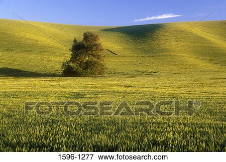 Willow tree in a field, Palouse, Whitman County, Washington State, USA View Large Photo Image Stock Photo - Willow tree in a field, Palouse, Whitman County, Washington State, USA. Fotosearch