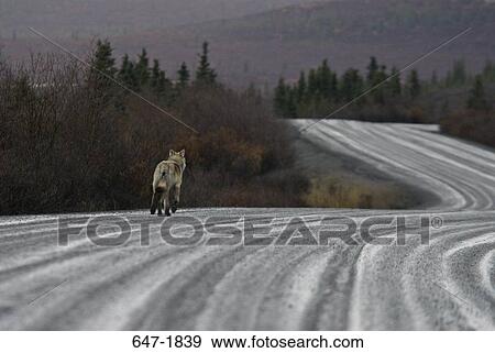 Wolf walking on an icy road, Denali National Park, Alaska, USA View Large Photo Image Stock Photo - Wolf walking on an icy road, Denali National Park, Alaska, USA. Fotosearch