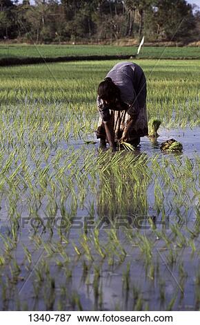 Stock Photo - Woman transplanting rice seedlings in a field, Tamil Nadu, India. Fotosearch