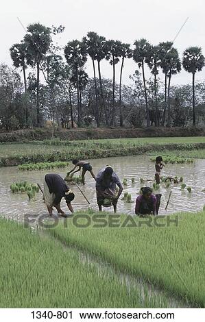 Women pulling out rice seedlings in a field, Tamil Nadu, India View Large Photo Image Stock Image - Women pulling out rice seedlings in a field, Tamil Nadu, India. Fotosearch