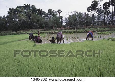 Women pulling out rice seedlings in a field, Tamil Nadu, India View Large Photo Image Stock Image - Women pulling out rice seedlings in a field, Tamil Nadu, India. Fotosearch