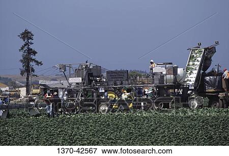 Stock Photo - Workers harvesting head lettuce in a field, Salinas, California, USA. Fotosearch