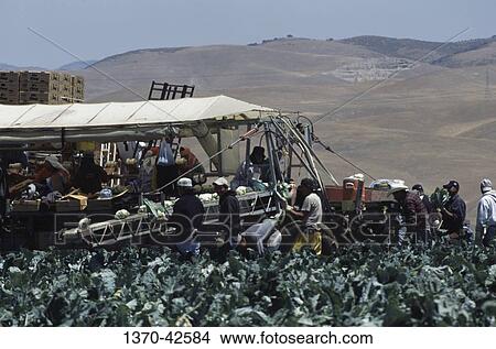 Workers harvesting in a cauliflower field, Salinas, California, USA View Large Photo Image Picture - Workers harvesting in a cauliflower field, Salinas, California, USA. Fotosearch