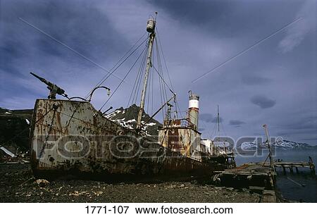 Wrecked whaling ship at the coast, Grytviken, South Georgia Island, Falkland Islands View Large Photo Image Stock Photo - Wrecked whaling ship at the coast, Grytviken, South Georgia Island, Falkland Islands. Fotosearch