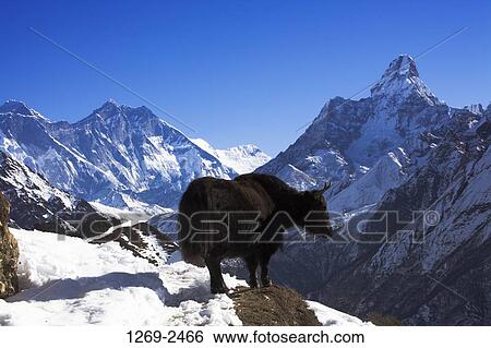 Yak (Bos grunniens) in a mountain range, Lhotse, Sagarmatha National Park, Khumbu, Nepal View Large Photo Image Stock Photograph - Yak (Bos grunniens) in a mountain range, Lhotse, Sagarmatha National Park, Khumbu, Nepal. Fotosearch