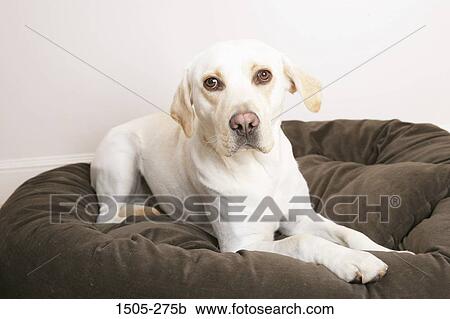 Yellow Labrador Retriever puppy on a cushion View Large Photo Image Stock Image - Yellow Labrador Retriever puppy on a cushion. Fotosearch