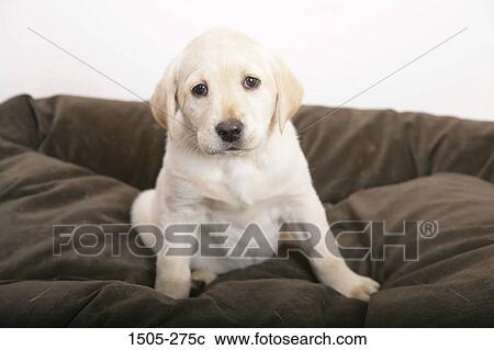 Yellow Labrador Retriever puppy on a cushion View Large Photo Image Stock Image - Yellow Labrador Retriever puppy on a cushion. Fotosearch