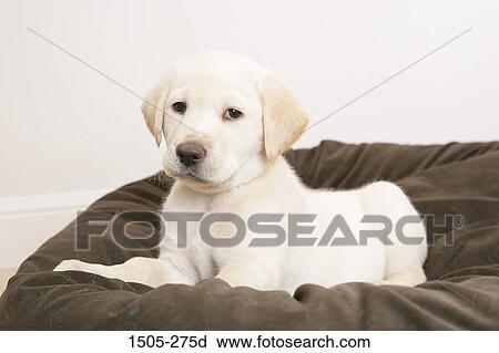 Yellow Labrador Retriever puppy on a cushion View Large Photo Image Stock Image - Yellow Labrador Retriever puppy on a cushion. Fotosearch