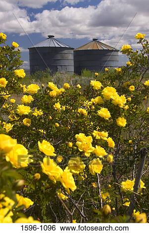 Stock Photograph - Yellow Roses in a field with storage tanks in the background, Jefferson County, Oregon, USA. Fotosearch