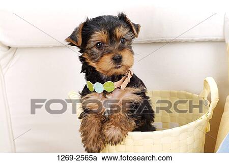 Yorkshire Terrier puppy in a basket View Large Photo Image Stock Image - Yorkshire Terrier puppy in a basket. Fotosearch