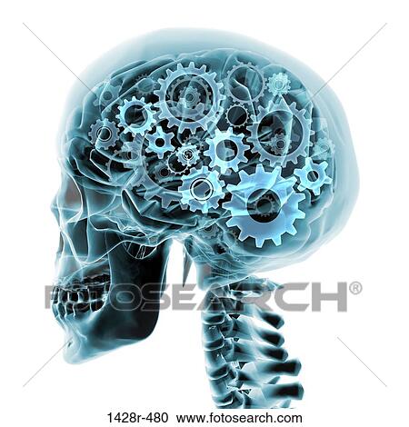 Blue x-ray of the brain and skull with gears turning inside View Large Photo Image Stock Image - Blue x-ray of the brain and skull with gears turning inside. Fotosearch